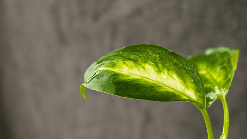A planta que protege sua casa do mau-olhado e afasta energias negativas, segundo os antigos