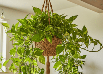 Essas 2 plantas trazem conforto a sala de estar e estão em alta na decoração de interiores