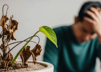 Esquecer de regar plantas pode causar murchamento, folhas secas e até a morte da planta, dependendo da espécie.