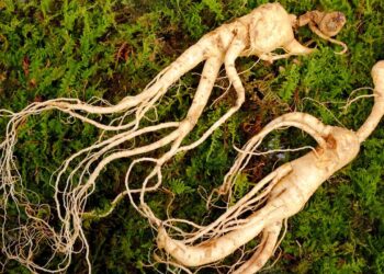 A planta poderosa que ameniza a fadiga mental e melhora a imunidade do corpo naturalmente