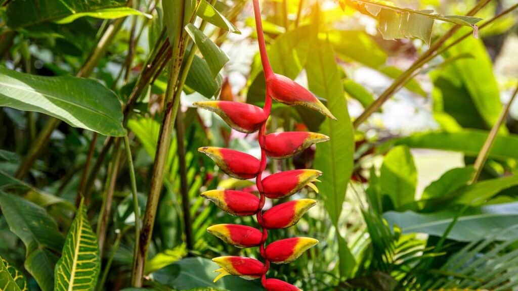 Essas 3 plantas são ricas em néctar e atraem beija-flores para sua casa sempre