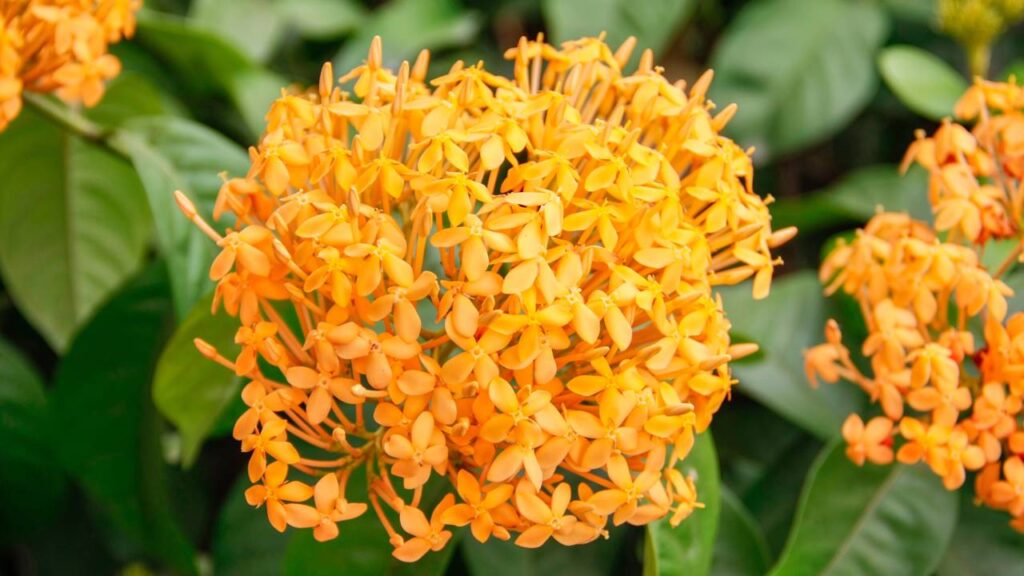 As 4 plantas místicas para entrada do lar que purificam e bloqueiam más vibrações