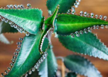 Essa planta pode ajudar pessoas que estão no tratamento de câncer, segundo especialista