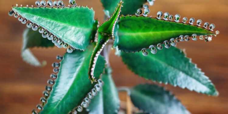 Essa planta pode ajudar pessoas que estão no tratamento de câncer, segundo especialista