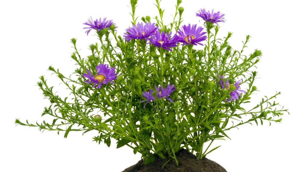 Essas 6 plantas florescem o ano todo e são as mais queridinhas dos brasileiros