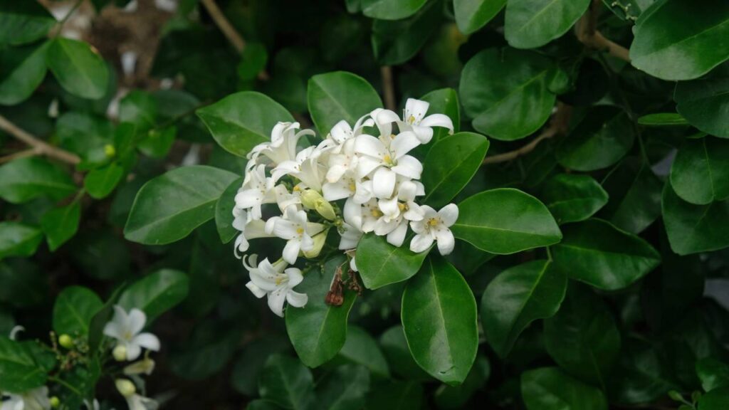 As 4 plantas místicas para entrada do lar que purificam e bloqueiam más vibrações