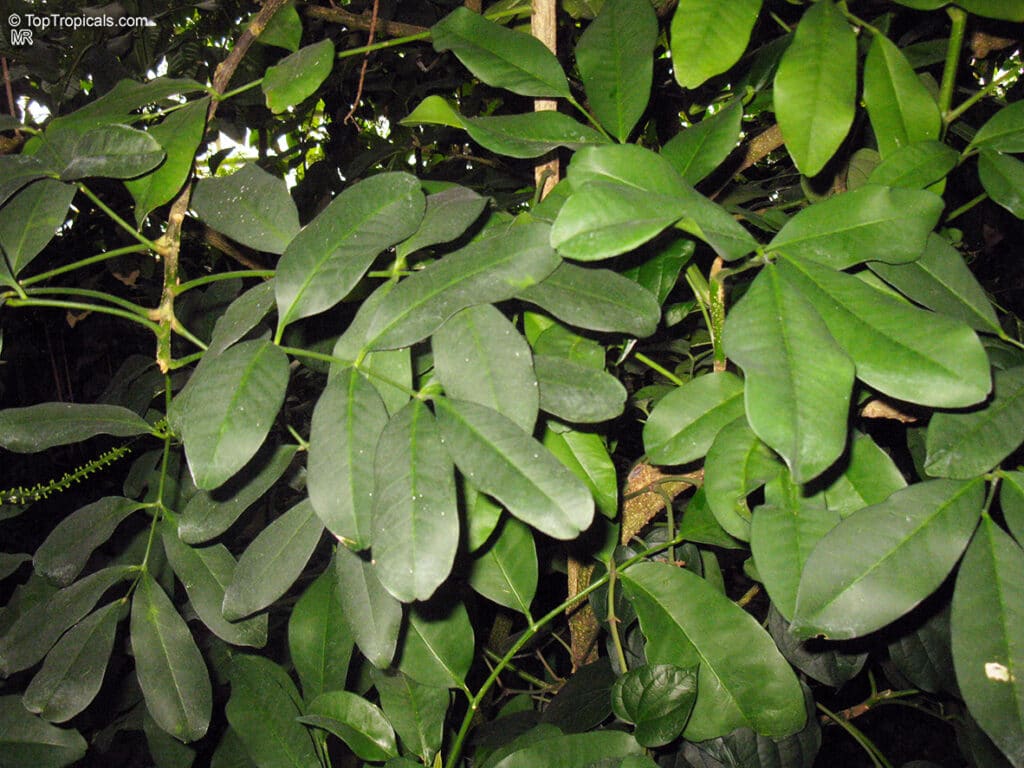 A planta secreta que promete devolver a cor natural do cabelo e eliminar os fios grisalhos