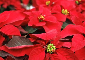 A planta que combina com o Natal e renova a energia da casa no fim do ano