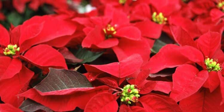 Para cuidar da Poinsétia﻿, regue duas vezes por semana e mantenha luz indireta abundante. // Créditos: depositphotos.com / nito103