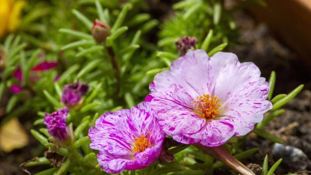 Pouca água e muito sol: As 2 flores perfeitas para cultivar no Nordeste