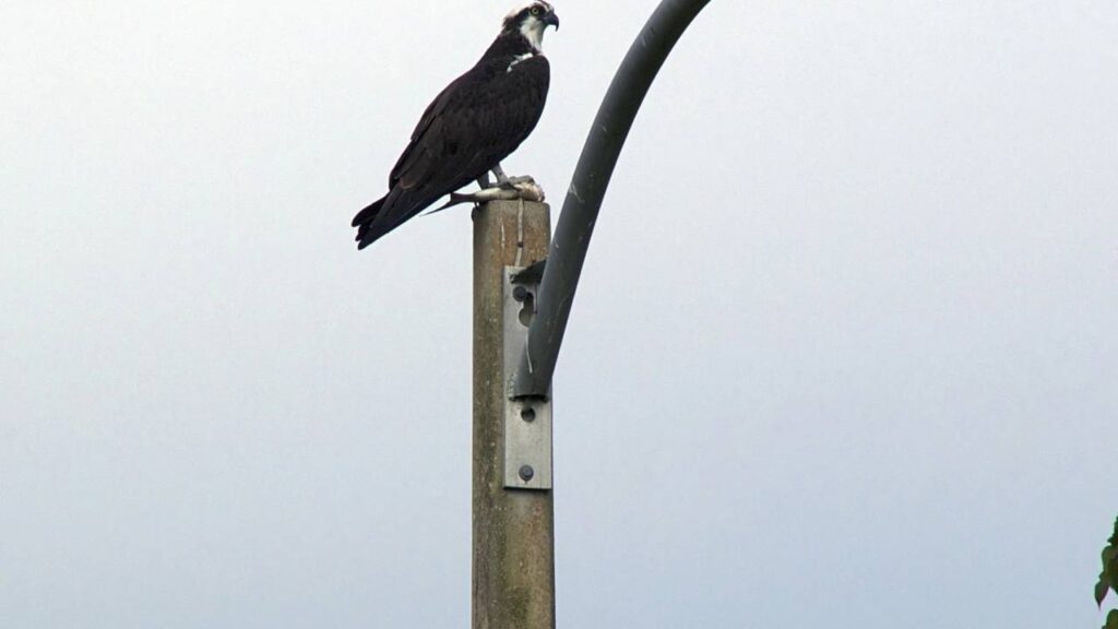 Nova lei foi aprovada no Brasil e agora todos os fios dos postes devem ser colocados debaixo da terra
