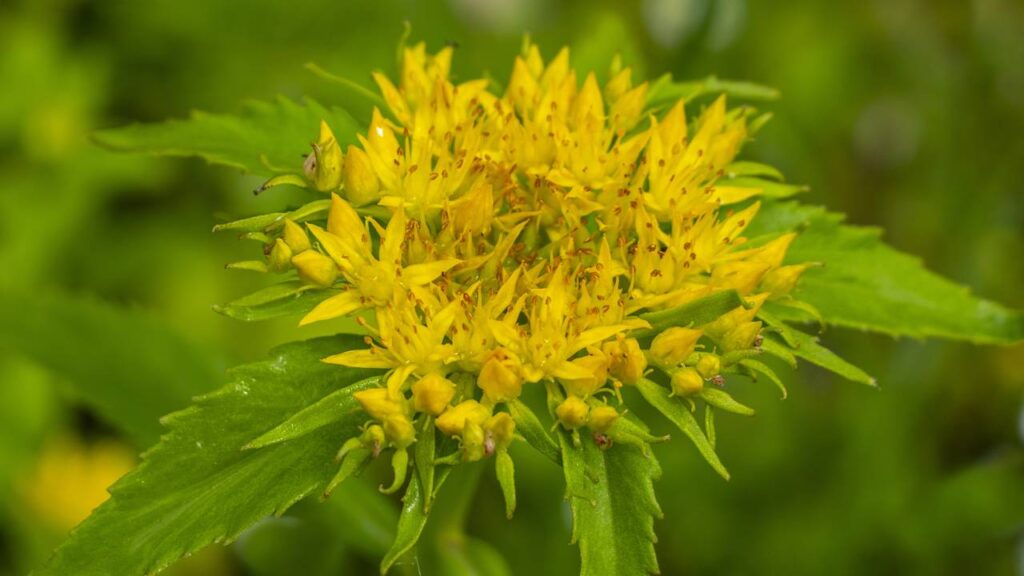 A “planta de ouro” que promete amenizar a ansiedade e melhorar o humor do dia a dia