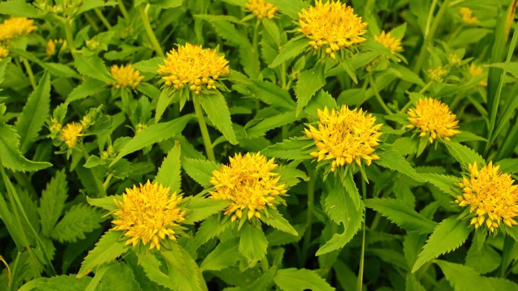 A “planta de ouro” que promete amenizar a ansiedade e melhorar o humor do dia a dia