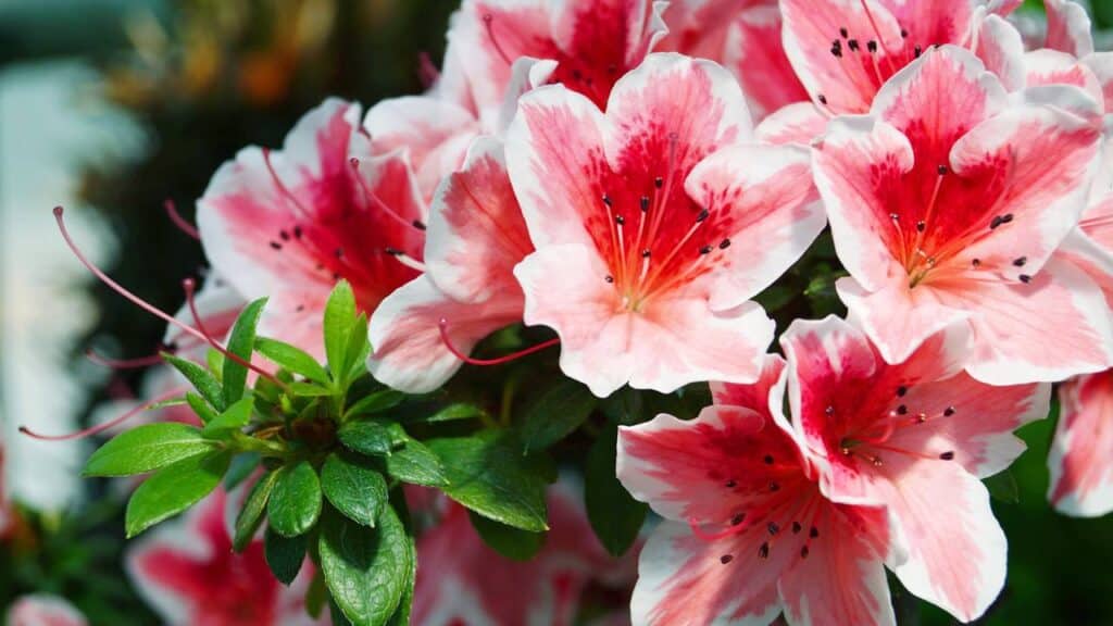 Essas 3 plantas são ricas em néctar e atraem beija-flores para sua casa sempre