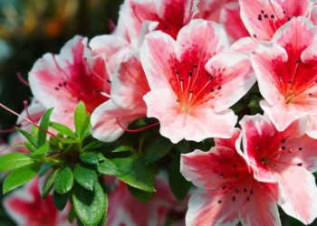O segredo para cuidar da azaleia e ter flores exuberantes o ano inteiro