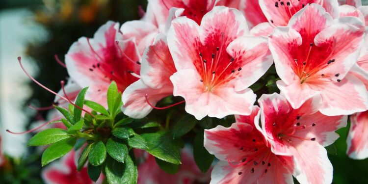 O segredo para cuidar da azaleia e ter flores exuberantes o ano inteiro