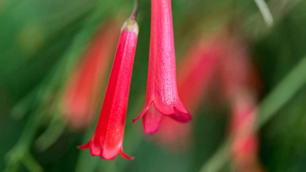 Essas 3 plantas são ricas em néctar e atraem beija-flores para sua casa sempre