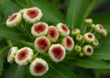 Essa planta poderosa ajuda na digestão, ameniza cólicas e reduz febre naturalmente