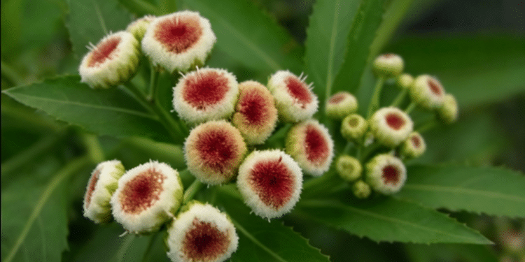 Essa planta poderosa ajuda na digestão, ameniza cólicas e reduz febre naturalmente