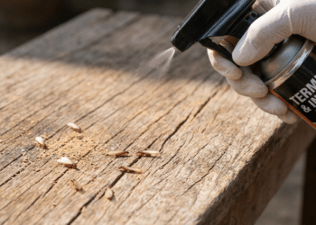 Adeus, cupins! O truque que acaba com cupins de forma fácil usando ingredientes que todos tem em casa