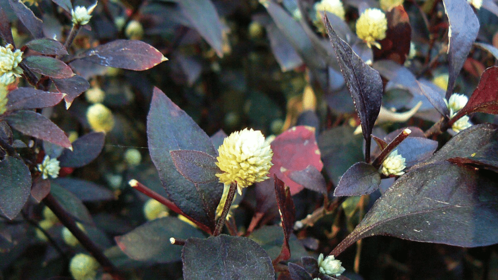 A planta brasileira que é uma farmácia natural completa para muitos problemas de saúde