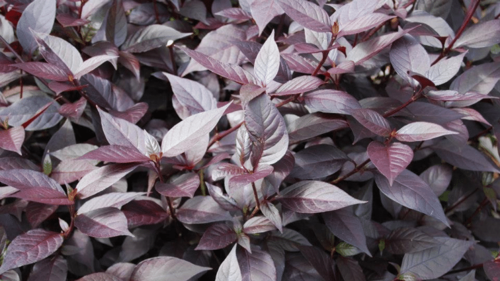 A planta brasileira que é uma farmácia natural completa para muitos problemas de saúde