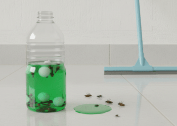Adeus insetos: a mistura caseira que afasta insetos como um repelente e deixa a casa perfumada