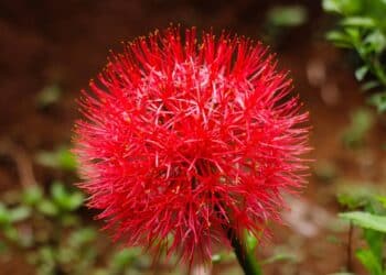 A flor que dá um toque mágico e especial ao seu jardim com uma beleza encantadora