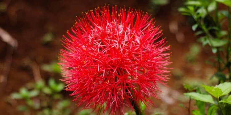 A flor que dá um toque mágico e especial ao seu jardim com uma beleza encantadora