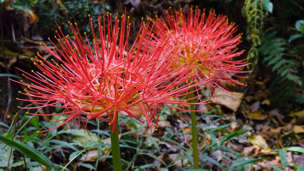 A flor que dá um toque mágico e especial ao seu jardim com uma beleza encantadora