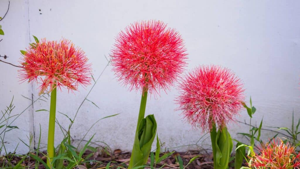 A flor que dá um toque mágico e especial ao seu jardim com uma beleza encantadora