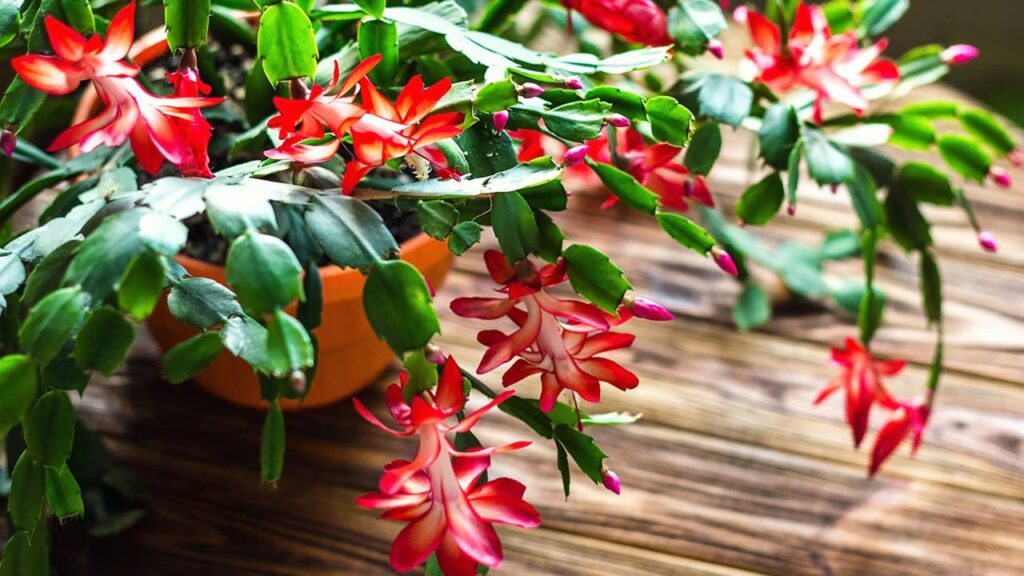 O cacto de Natal que virou tendência e está transformando a decoração de fim de ano