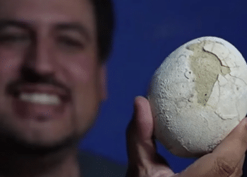Cientistas encontram ovo de dinossauro intacto com 70 milhões de anos e surpreendem o mundo