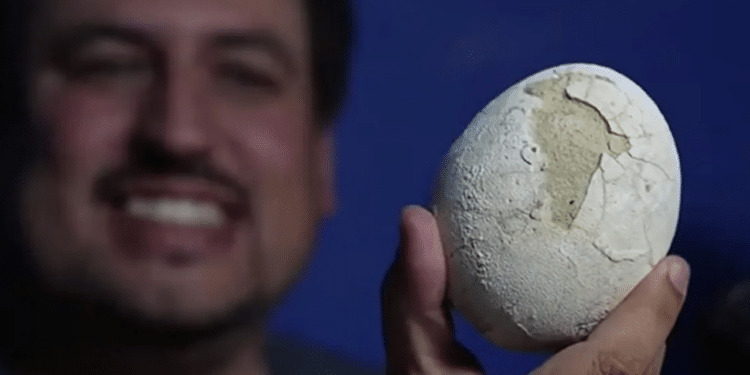 Cientistas encontram ovo de dinossauro intacto com 70 milhões de anos e surpreendem o mundo