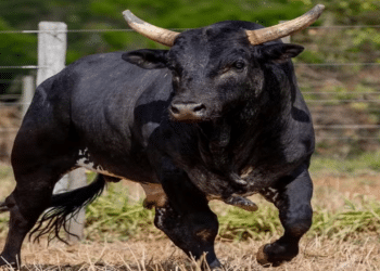 Dupla sertaneja compra Mickey Mouse e bate recorde de touro mais caro do Brasil