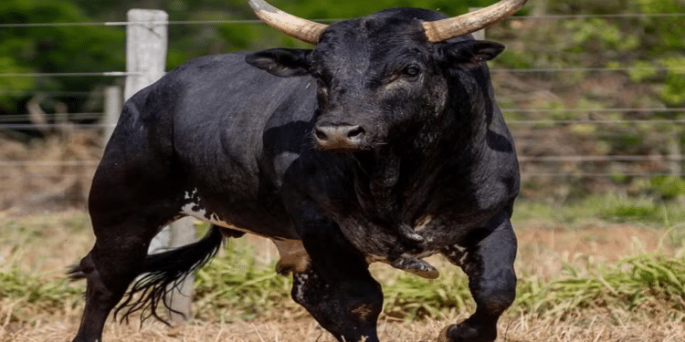 Dupla sertaneja compra Mickey Mouse e bate recorde de touro mais caro do Brasil