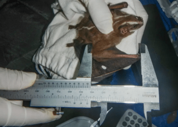 FOTO: LUCIANA M. COSTA/DIVULGAÇÃO