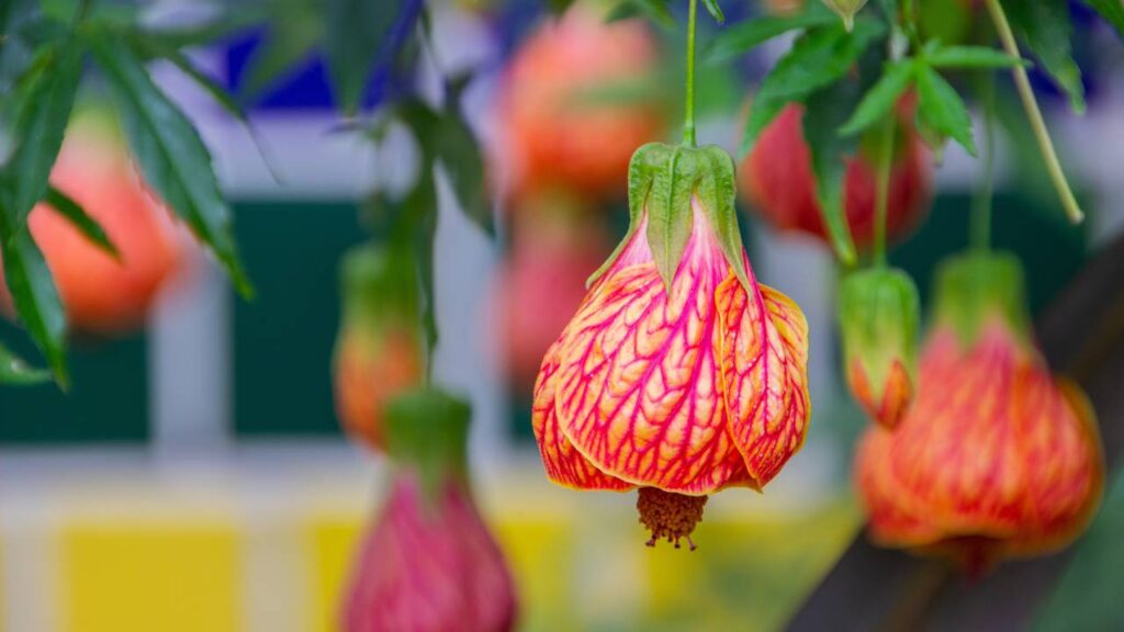 Pouca água e muito sol: As 2 flores perfeitas para cultivar no Nordeste
