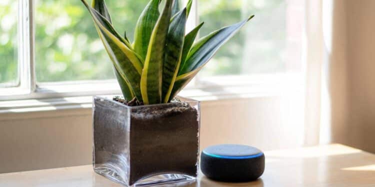 Sua Alexa pode estar no lugar errado e isso afeta desde o som até a sua segurança