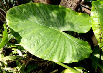 A planta gigante que virou febre por transformar qualquer ambiente em uma selva encantada