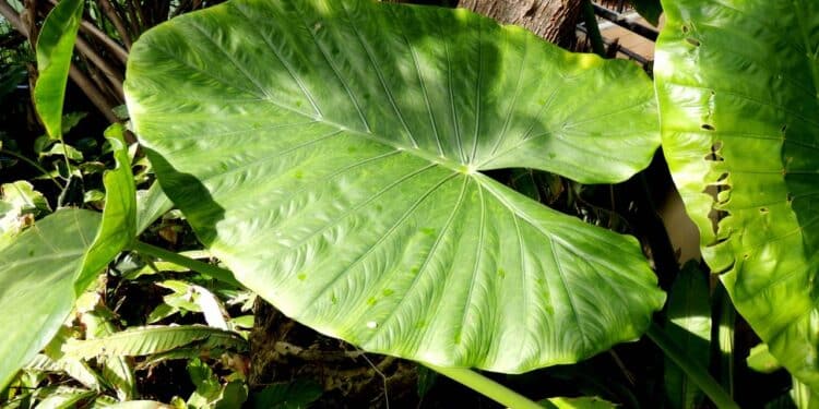 A planta gigante que virou febre por transformar qualquer ambiente em uma selva encantada