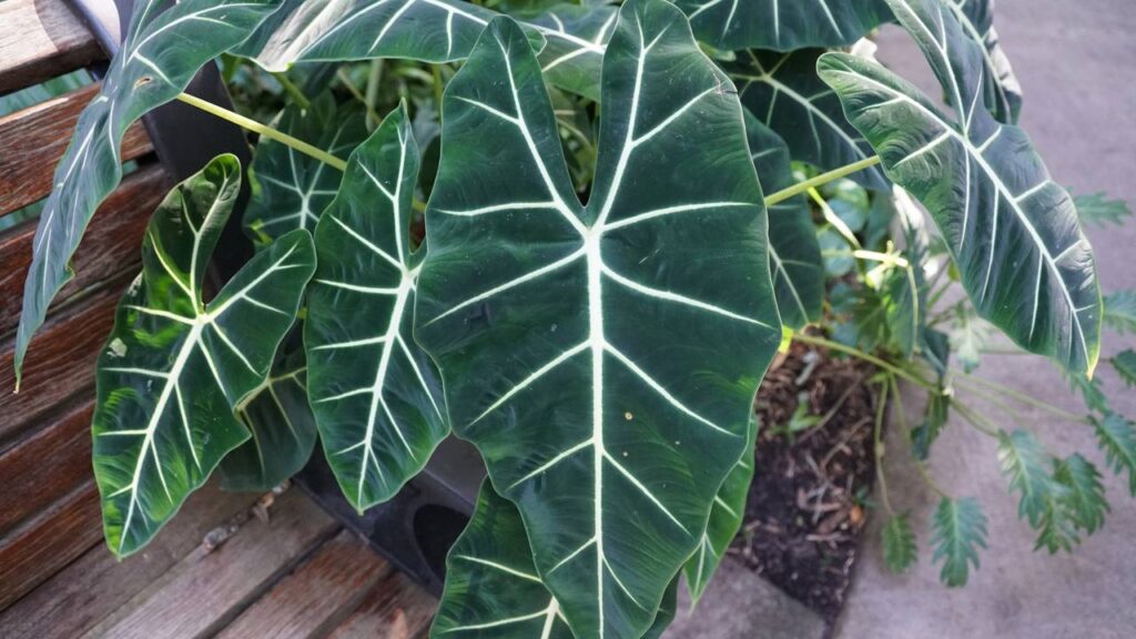 A planta gigante que virou febre por transformar qualquer ambiente em uma selva encantada