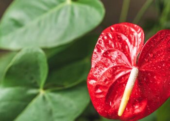 A planta vermelha que atrai prosperidade e boas energias, segundo Feng Shui