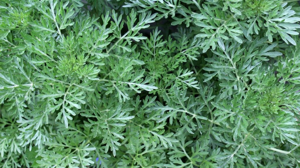 A planta poderosa que alivia cólicas e regula o ciclo menstrual