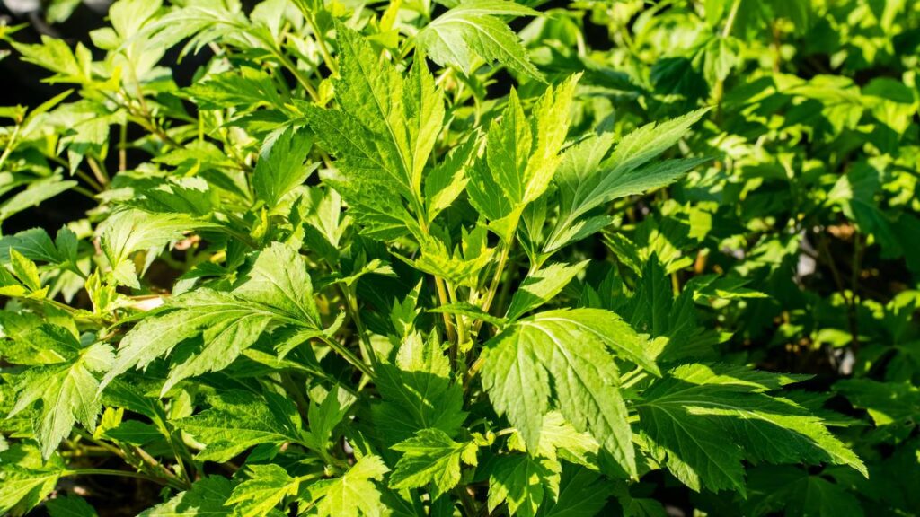 A planta poderosa que alivia cólicas e regula o ciclo menstrual