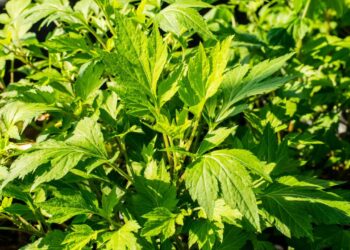 A planta poderosa que alivia cólicas e regula o ciclo menstrual