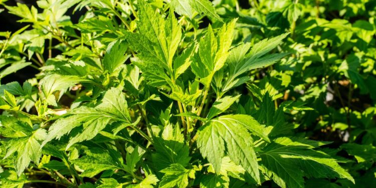 A planta poderosa que alivia cólicas e regula o ciclo menstrual