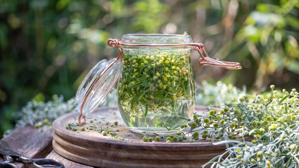 A planta poderosa que alivia cólicas e regula o ciclo menstrual