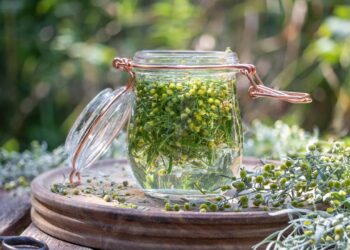 A planta poderosa que alivia cólicas e regula o ciclo menstrual