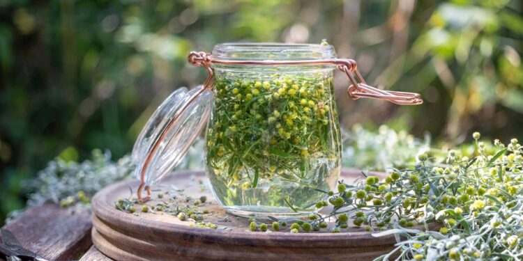 A planta poderosa que alivia cólicas e regula o ciclo menstrual